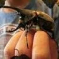 DynastesDee