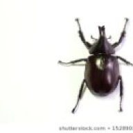 Scarabs