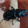 beetlebug