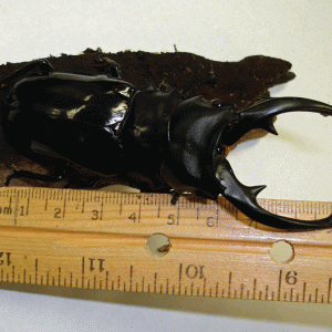 Media 'StagBeetle_10-06.gif' in category 'Beetle Photos'