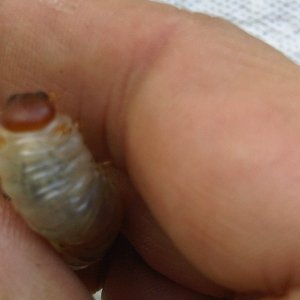 IMG02929-20111002-1330.jpg