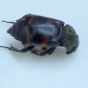 bug3.jpg