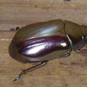 silver beetle.jpg