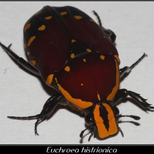 Media 'IMG_04790_Euchroea histrionica.jpg' in category 'Beetle Photos'