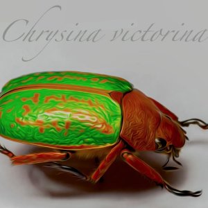 Media 'Chrysina .jpg' in category 'Beetle Photos'