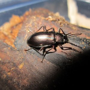 Media 'IMG_1989.jpg' in category 'Beetle Photos'