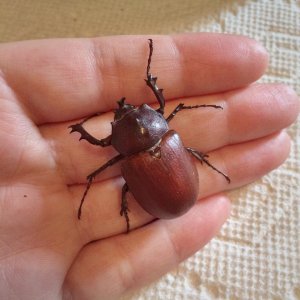 beetle.jpg