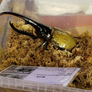 20171217_155130_480x640_240x320.jpg