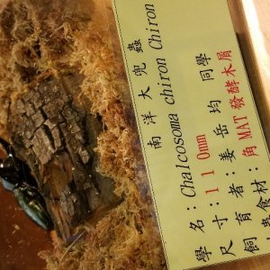 Media '20171217_134506_640x480.jpg' in category 'Beetle Photos'