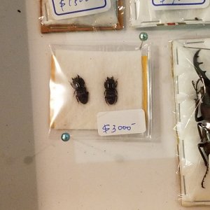 20171217_161651_480x640.jpg