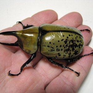 tityus_male_02.jpg