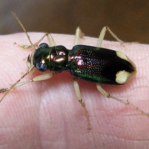 Media 'carolina_2.jpg' in category 'Beetle Photos'