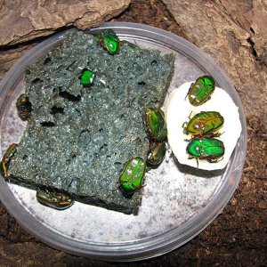 Media 'fulgida_(cap_bred).jpg' in category 'Beetle Photos'