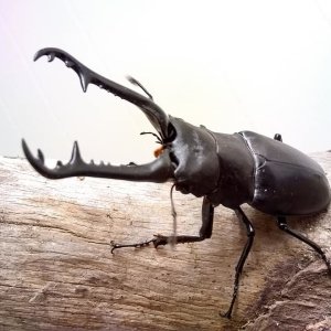 Media 'stag1.jpg' in category 'Beetle Photos'