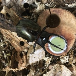 Media 'Optimized-IMG-3257 (1).JPG' in category 'Beetle Photos'