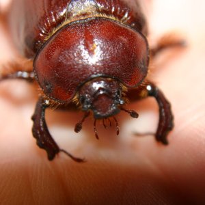 beetle2.jpg