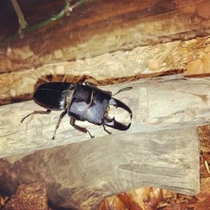 Media '1C4FF952-DC58-4418-9464-17B146310C88.jpeg' in category 'Beetle Photos'