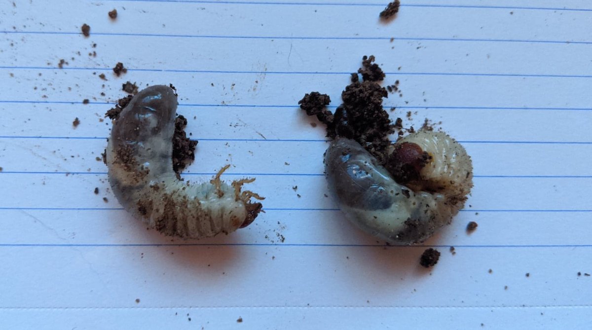 Beetle Larvae.jpg