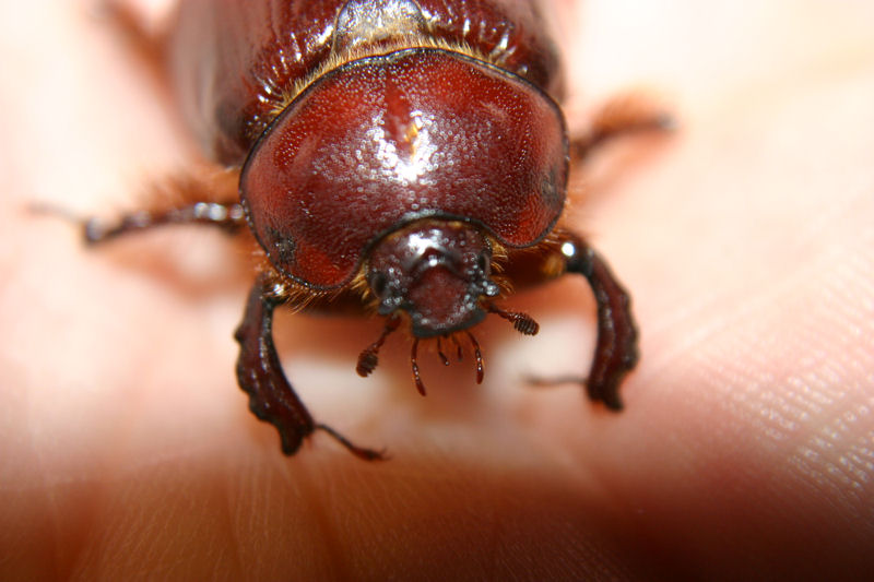 beetle2.jpg