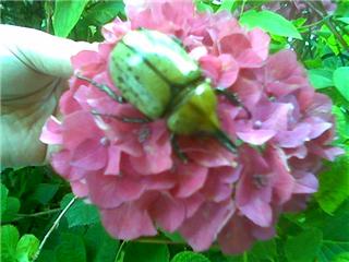green_beetle_6_08_atlanta.jpg