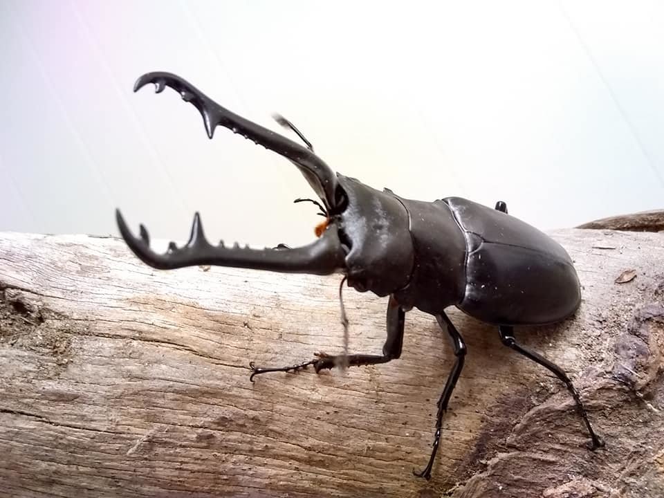 stag1.jpg